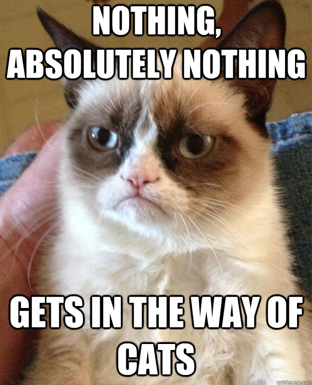 grumpy cat